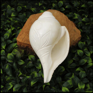 Shankh