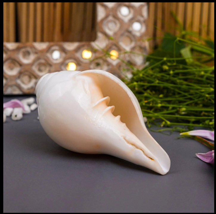 Shankh - Image 4